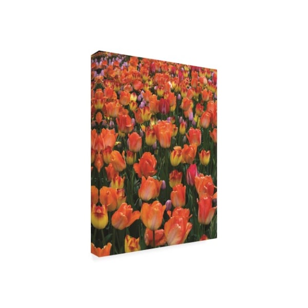 Kurt Shaffer Photographs 'Brilliant Tulip Garden' Canvas Art,35x47